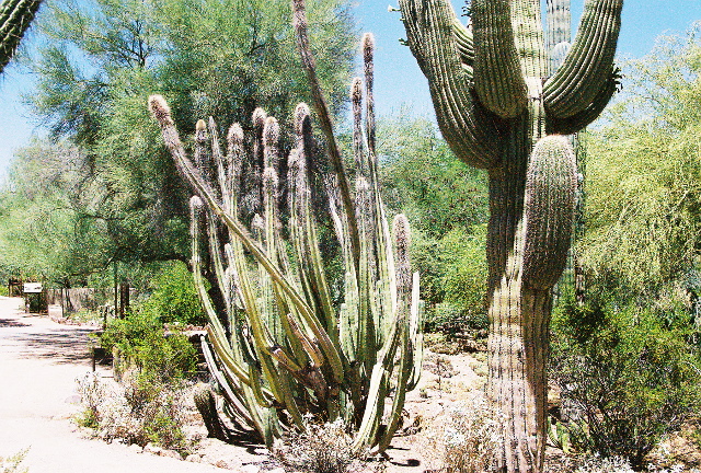 organ pipe cactus