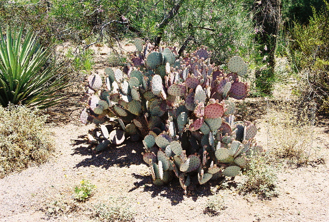 prickly pear cactus