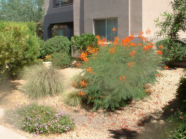 around the desert oasis resort