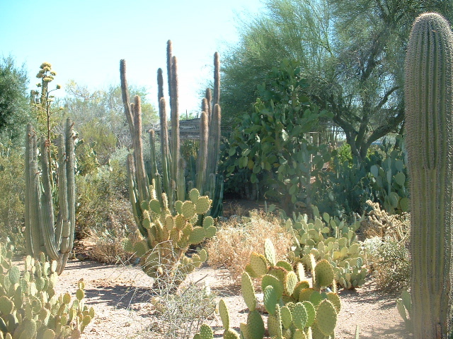 desert botanical gardens