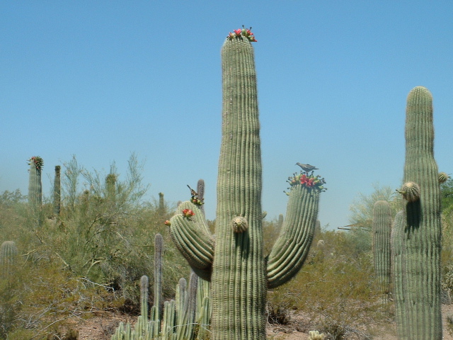 saguaro cactus