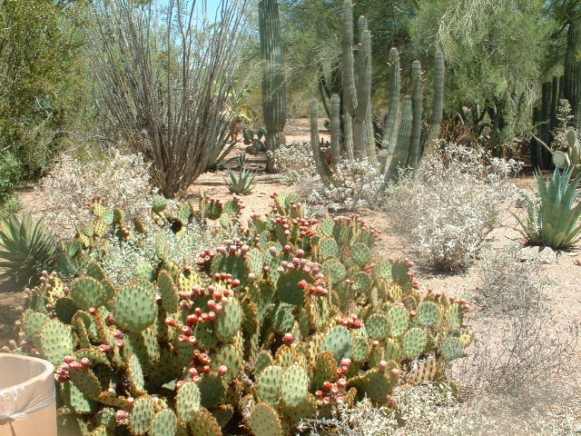 cactus in bloom