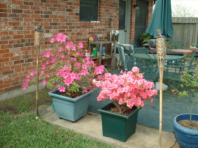 azaleas in bloom