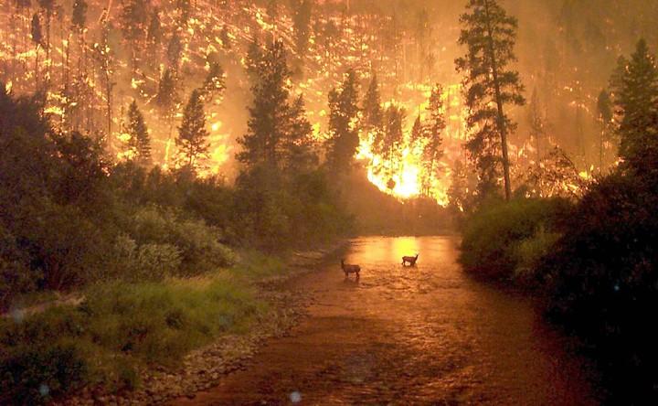 Bitterroot Forest Fire