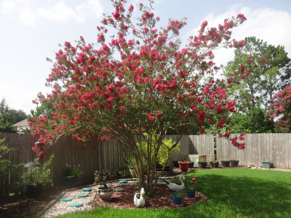 crepe myrtle