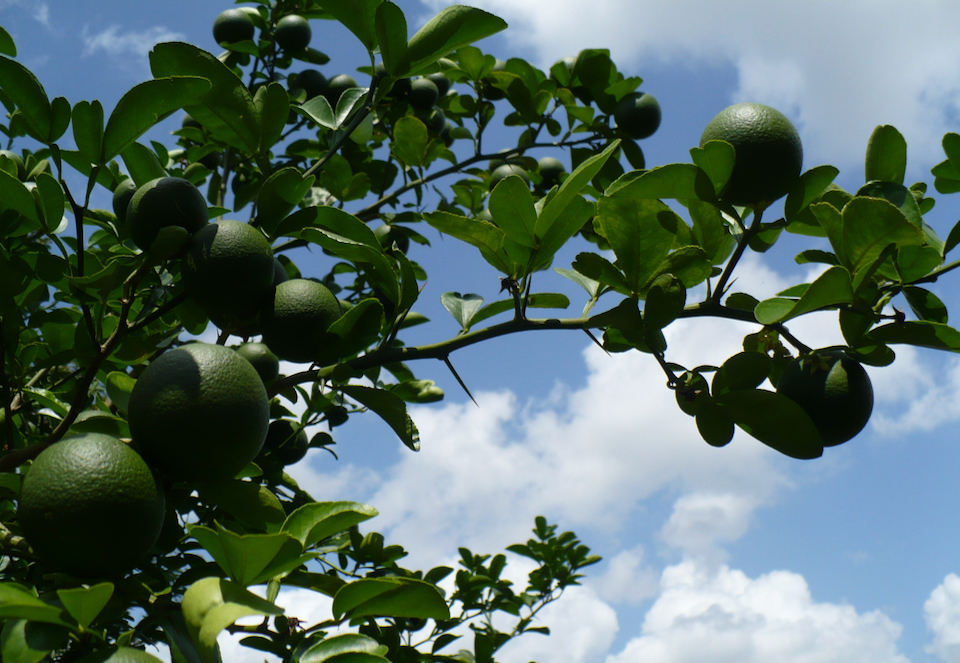 Meyer lemon tree