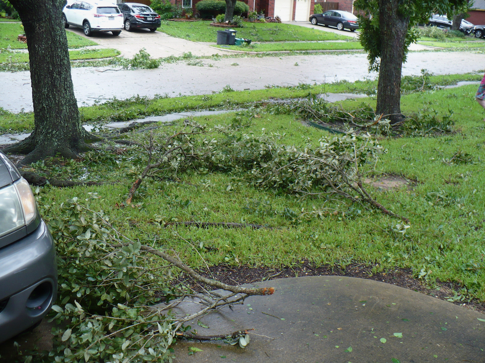 tree debris