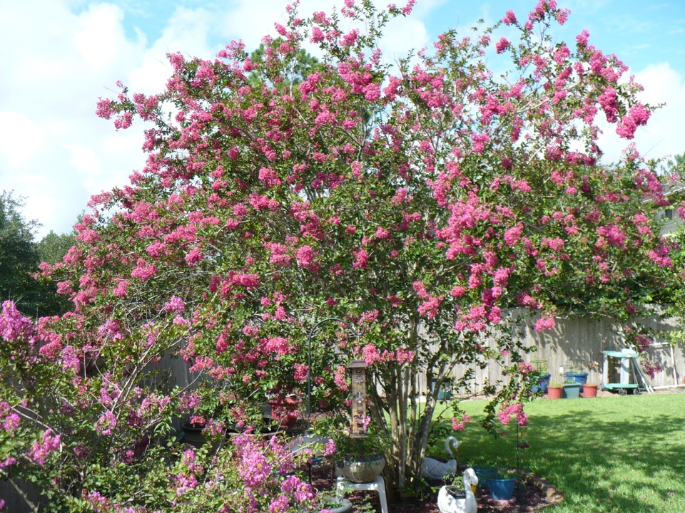 crepe myrtle