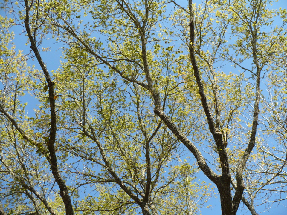 live oak sprouting