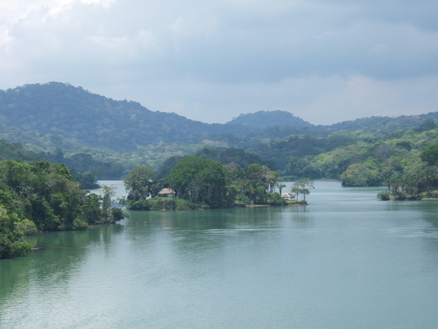 islands of dense vegetation