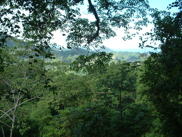 jungle canopy