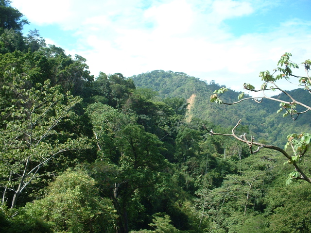 hills and trees