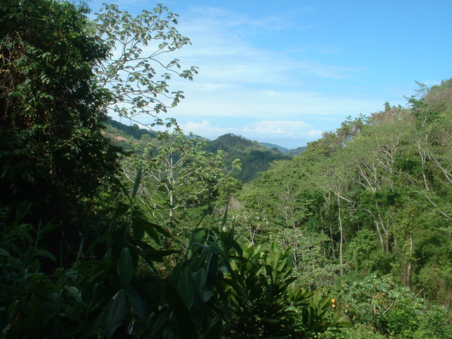 treetop view