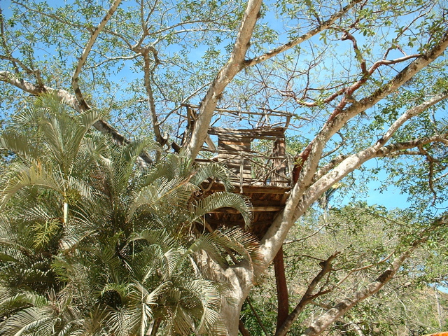 predator treehouse