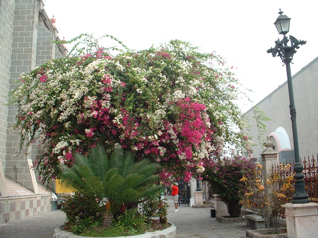 flowering bush in front of the cathedral