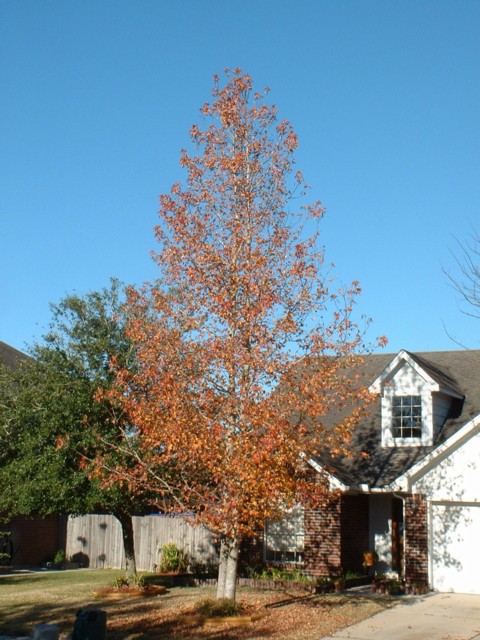 red maple tree across the street shows its fall colors