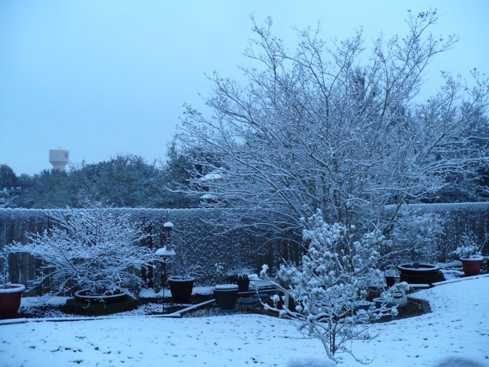 snow in back yard