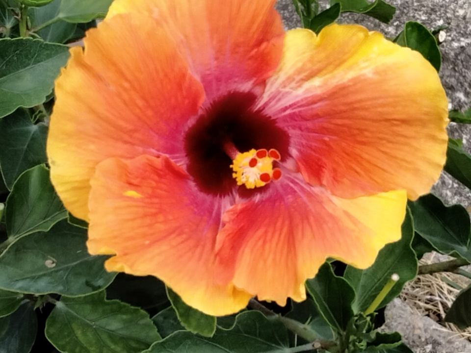 Hawaiian Sunset Hibiscus