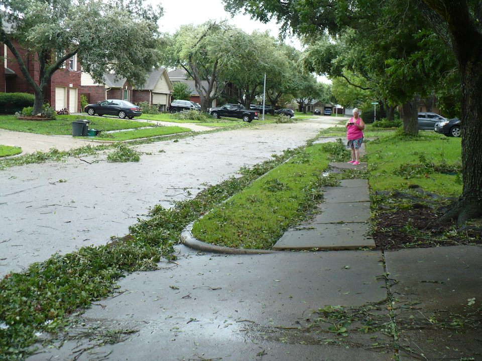 tree debris