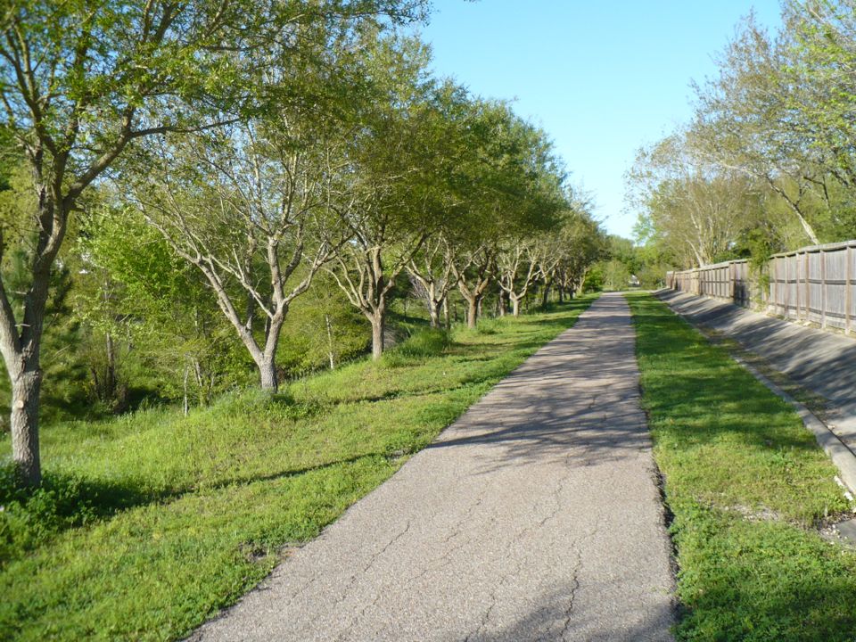 tree-lined path