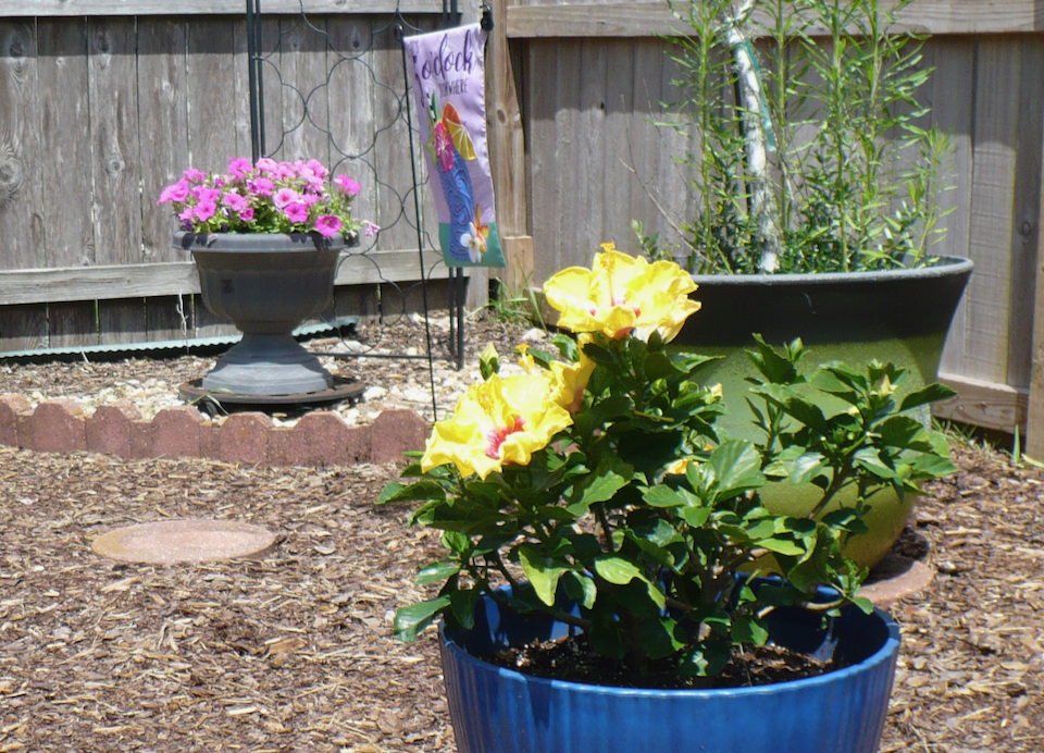 hibiscus and petunias